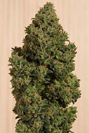 Humboldt Seeds Blue Dream CBD Feminised