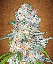 FastBuds Seeds Blue Dream'matic Auto Feminized