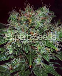 Expert Seeds Blue Cheese Auto Feminized