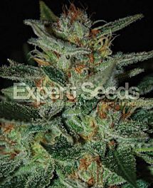 Expert Seeds Blue Cheese Feminized