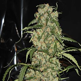 Green Label Blue Grape Dream Feminized
