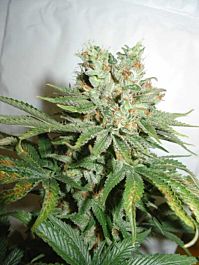 Homegrown Fantaseeds Blue Haze Feminized