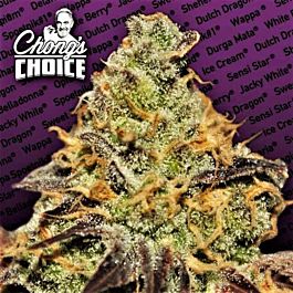 Paradise Seeds Blue Kush Berry Feminised Seeds (Chong's Choice)