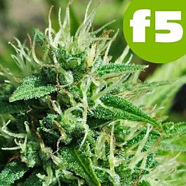 ROOR Seeds Blue Mazar F5 Feminized