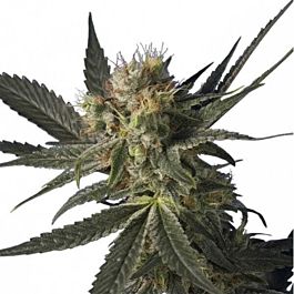 Hero Seeds Blue Monster Holk Feminized