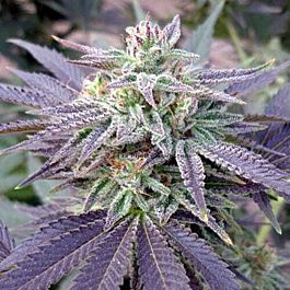 Rare Dankness Seeds Blue Ox Regular