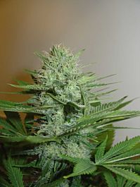 Homegrown Fantaseeds Blue Pearl Auto Feminized