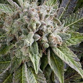 Pyramid Seeds Auto Blue Pyramid Feminized