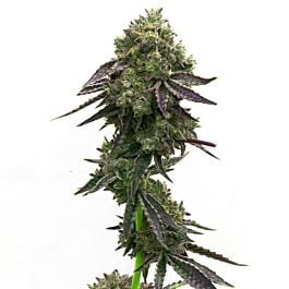 Blue Quartz Feminized Cannabis Seeds - Homegrown Cannabis Co.