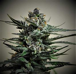 Kalashnikov Seeds Blue Acid Auto Feminized