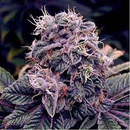 Spliff Seeds Blueberry Regular