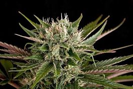 Dinafem Blue Cheese Feminised