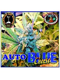 Big Buddha Blue Cheese AUTO Feminised