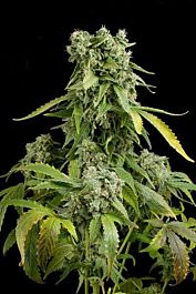 Dinafem Blue Cheese Autoflowering Feminised