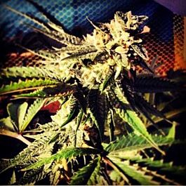 710 Blue Chemdawg Feminized