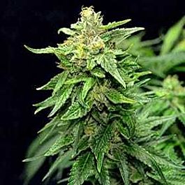 G13 Labs Blue Cindy Feminized