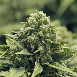 Moxie Seeds Blue Coral Feminized
