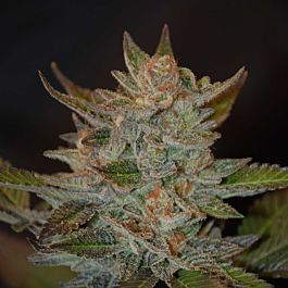 G13 Labs Blue OG Feminized