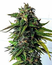 Holy Smoke Seeds Blue Strawberries Feminized
