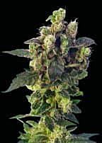 Sagarmatha Seeds Blue Thunder Regular