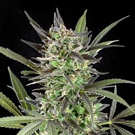 G13 Labs Blue Venom Feminized