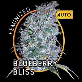 Vision Seeds Blueberry Bliss Auto Feminized