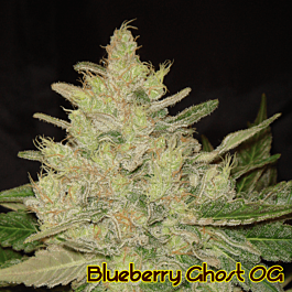 Original Sensible Seeds Blueberry Ghost OG Feminized