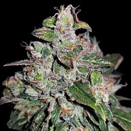 Buy Barneys Farm Blueberry OG Feminized by Barneys Farm | SeedSupreme