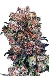 Dutch Passion Blueberry Regular