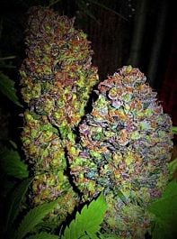 Phoenix Seeds Blueberry Feminized