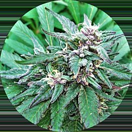 Top Tao Seeds Blueberry Crystal Regular