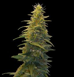 G13 Labs Blueberry Gum #2 Feminized