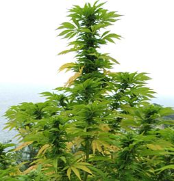 G13 Labs Blueberry Gum Feminized