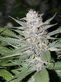 Bodhi Seeds Blueberry Hashplant Regular
