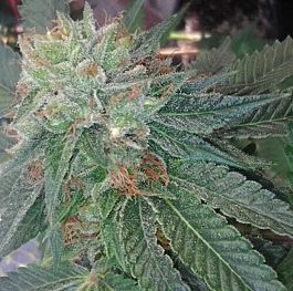 Apothecary Genetics Afghani OG Regular Seeds 