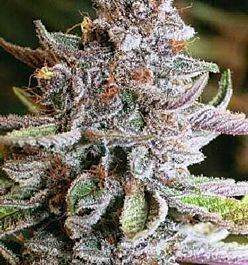 Apothecary Genetics Blueberry OG Regular
