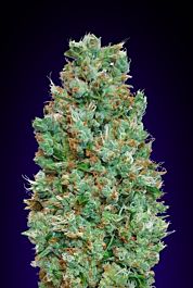 00 Seeds Auto Blueberry Feminized