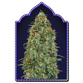 00 Seeds Blueberry Feminized