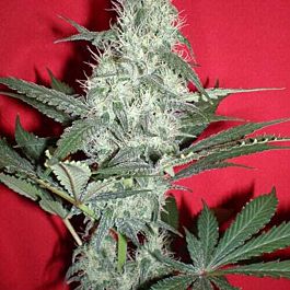 Jordan Of The Islands God's Gouda Feminized