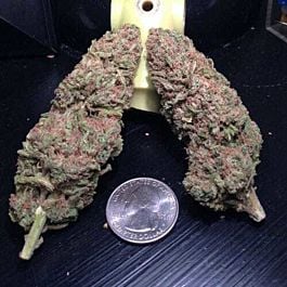 Jordan Of The Islands God&#8217;s Blue Diesel Feminized