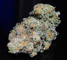 BC Bud Depot Blue Dream Regular