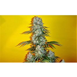 Mosca Seeds Blue Fin Regular