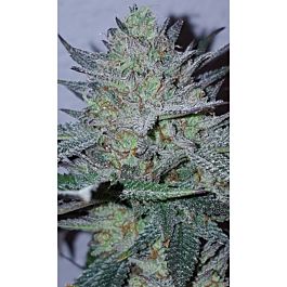 Lineage Genetics Blue Fire Feminized
