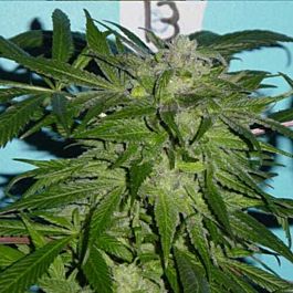 Jordan Of The Islands Blue God Regular