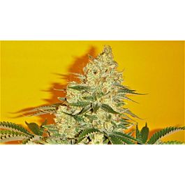 Mosca Seeds Blue Iguana Regular