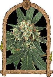 Exotic Seed Blue Monkey Feminized
