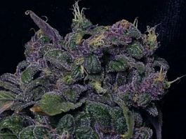 Dutch Passion Blue Moonshine Feminised