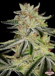 SINCITY Seeds Blue Power Regular