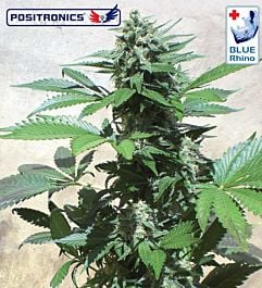 Positronics Seeds Blue Rhino Feminised