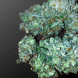 Dankonomics Genetics Blueberry Teeth IBL Regular